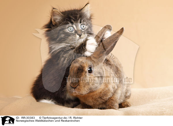 Norwegisches Waldktzchen und Rexkaninchen / Norwegian Forest Cat and bunny / RR-30383