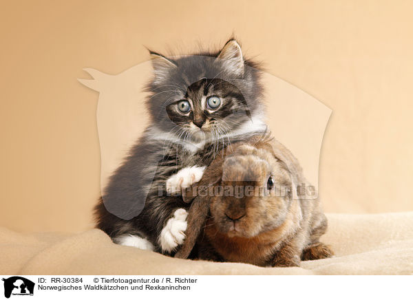 Norwegisches Waldk�tzchen und Rexkaninchen / Norwegian Forest Cat and bunny / RR-30384