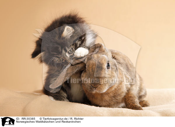 Norwegisches Waldktzchen und Rexkaninchen / Norwegian Forest Cat and bunny / RR-30385