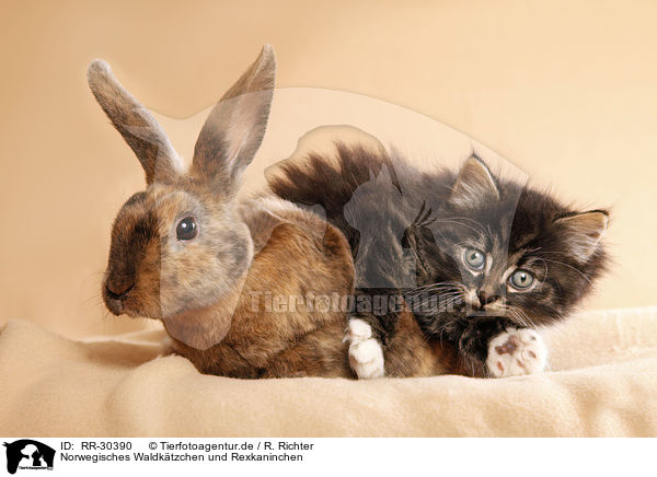 Norwegisches Waldktzchen und Rexkaninchen / Norwegian Forest Cat and bunny / RR-30390