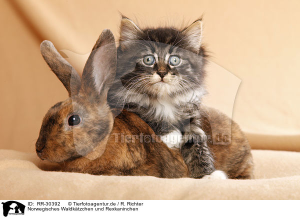 Norwegisches Waldktzchen und Rexkaninchen / Norwegian Forest Cat and bunny / RR-30392