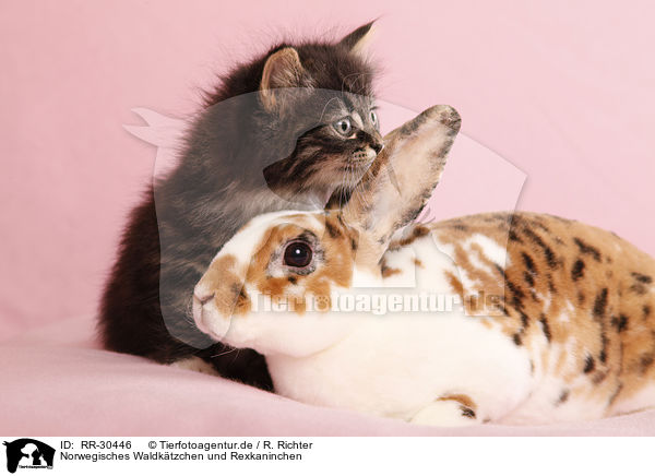 Norwegisches Waldktzchen und Rexkaninchen / Norwegian Forest Cat and bunny / RR-30446