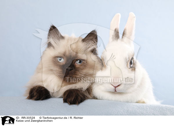 Katze und Zwergkaninchen / cat and pygmy bunny / RR-30528