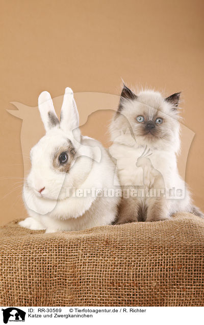 Katze und Zwergkaninchen / cat and pygmy bunny / RR-30569
