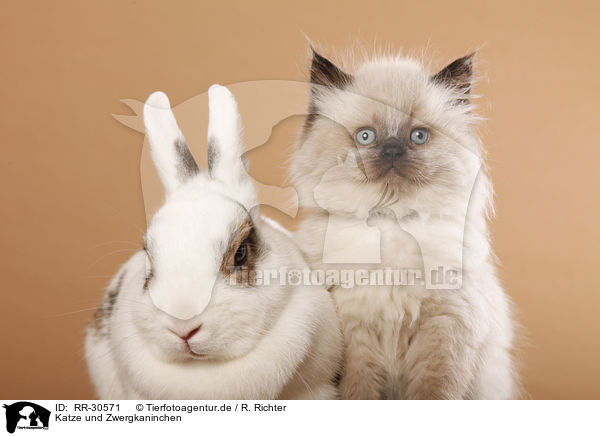 Katze und Zwergkaninchen / RR-30571