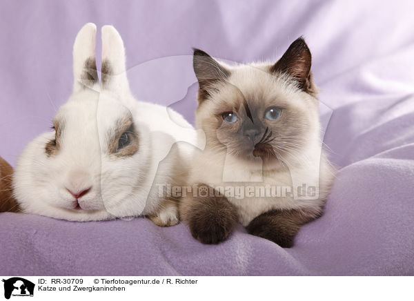 Katze und Zwergkaninchen / RR-30709