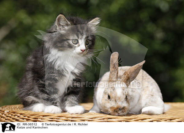 Katze und Kaninchen / RR-36512