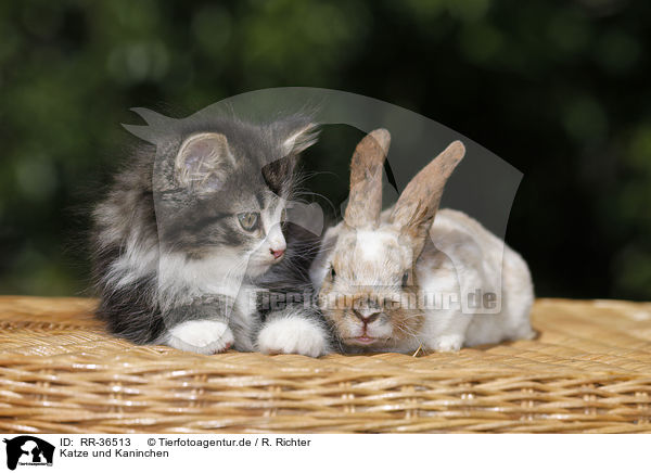 Katze und Kaninchen / RR-36513