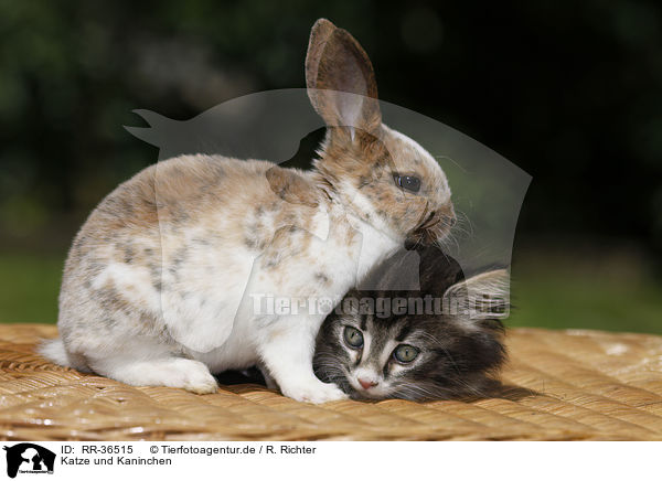 Katze und Kaninchen / RR-36515