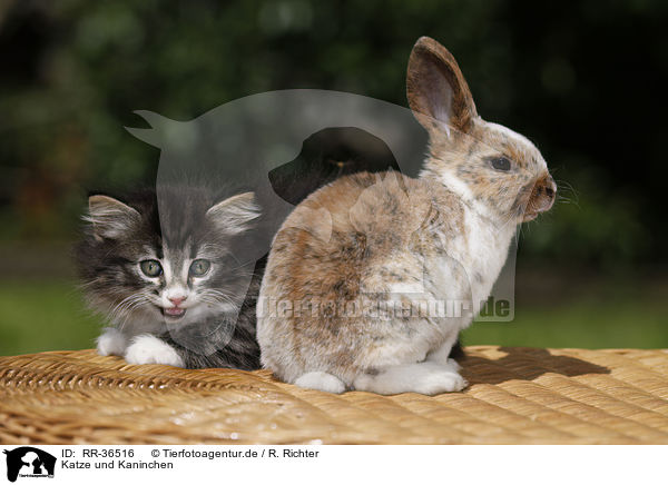 Katze und Kaninchen / RR-36516