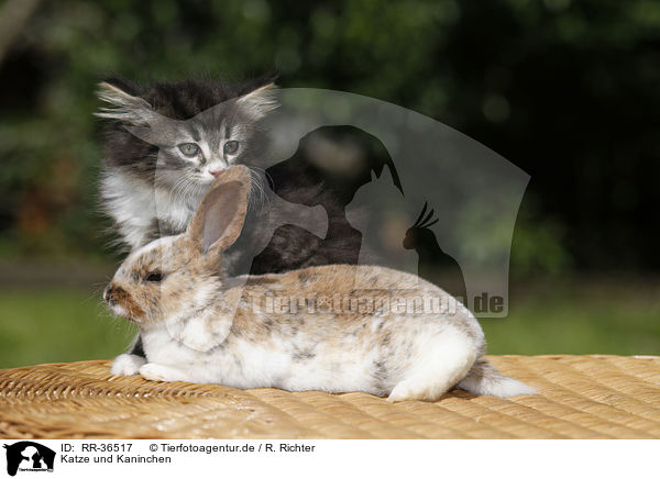 Katze und Kaninchen / RR-36517
