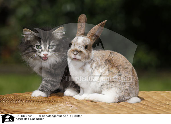 Katze und Kaninchen / RR-36518
