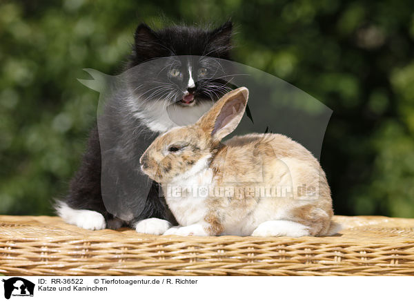 Katze und Kaninchen / RR-36522