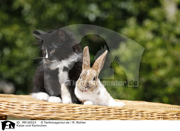 Katze und Kaninchen / kitten and rabbit / RR-36523