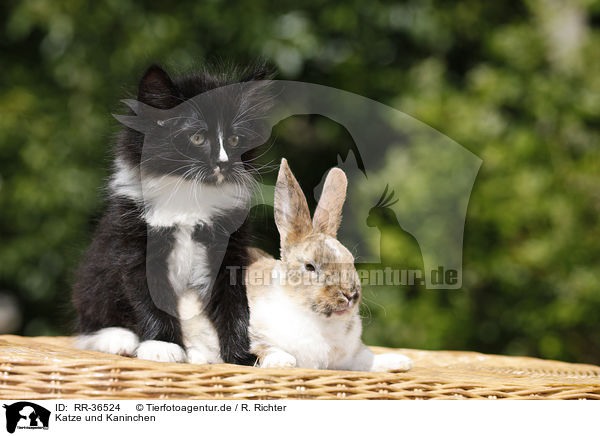 Katze und Kaninchen / RR-36524