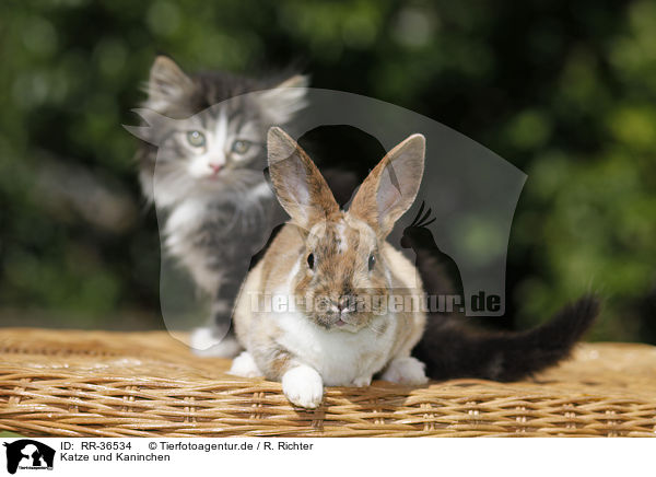 Katze und Kaninchen / RR-36534