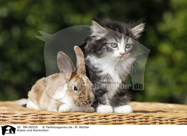 Katze und Kaninchen / RR-36535