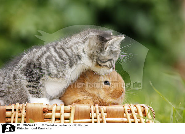Ktzchen und Kaninchen / kitten and rabbit / RR-54245