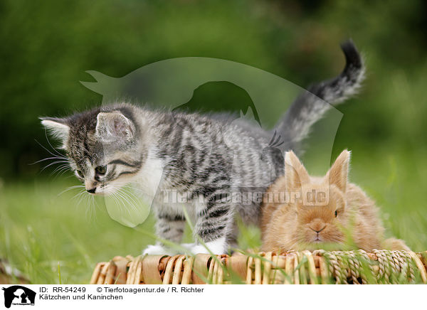 Ktzchen und Kaninchen / kitten and rabbit / RR-54249