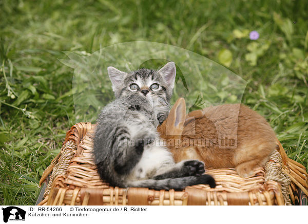 Ktzchen und Kaninchen / kitten and rabbit / RR-54266