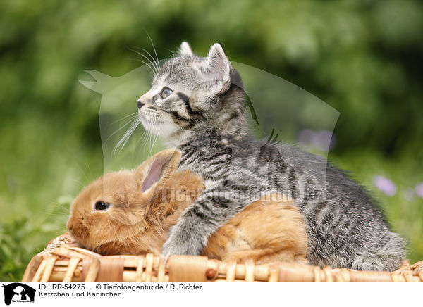 Ktzchen und Kaninchen / kitten and rabbit / RR-54275