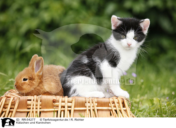 Ktzchen und Kaninchen / kitten and rabbit / RR-54277