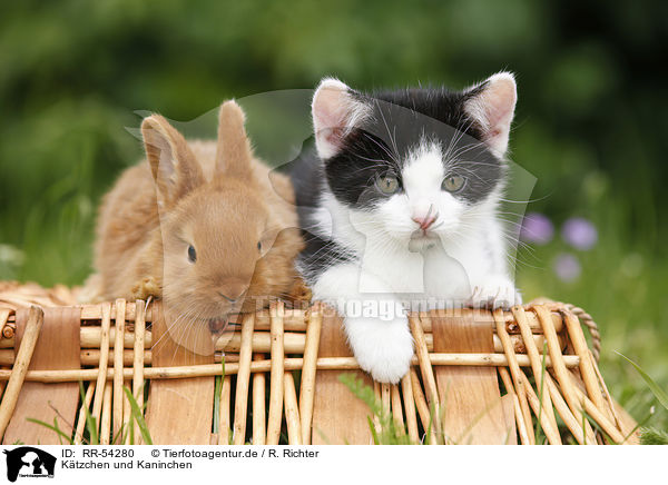 Ktzchen und Kaninchen / kitten and rabbit / RR-54280