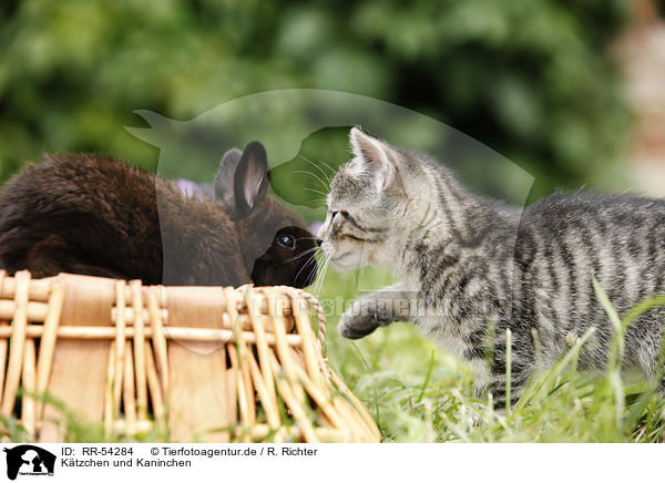 Ktzchen und Kaninchen / kitten and rabbit / RR-54284