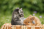 Kätzchen und Kaninchen