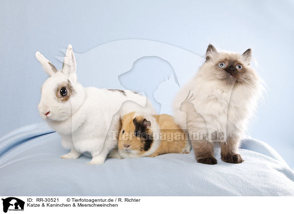 Katze & Kaninchen & Meerschweinchen / RR-30521