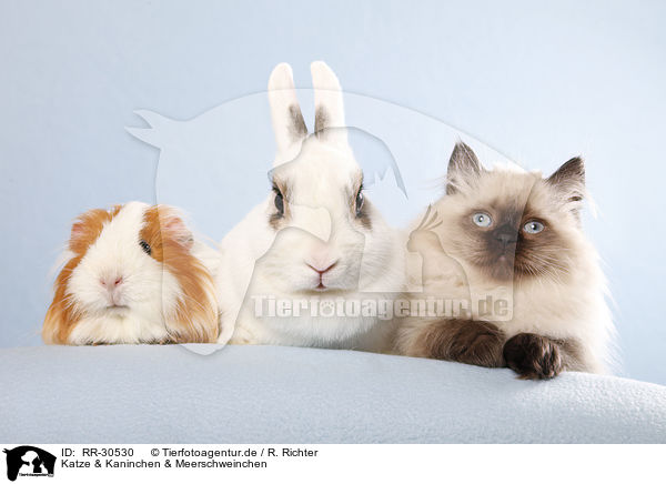 Katze & Kaninchen & Meerschweinchen / RR-30530