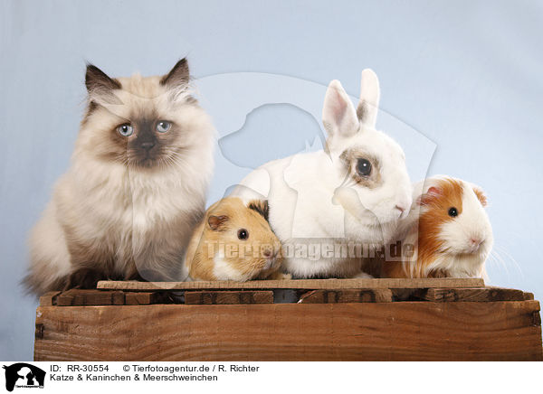 Katze & Kaninchen & Meerschweinchen / RR-30554