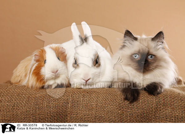 Katze & Kaninchen & Meerschweinchen / RR-30578