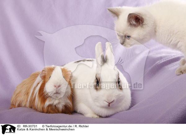 Katze & Kaninchen & Meerschweinchen / RR-30701