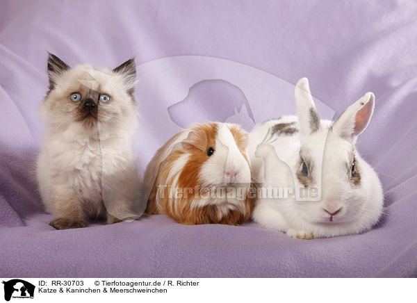 Katze & Kaninchen & Meerschweinchen / RR-30703
