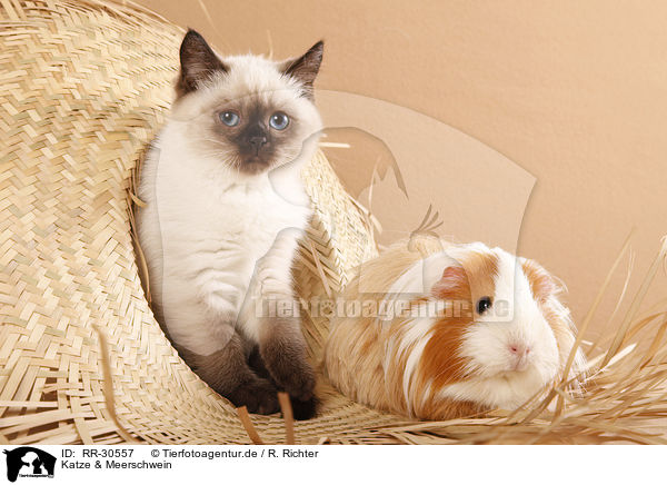 Katze & Meerschwein / RR-30557