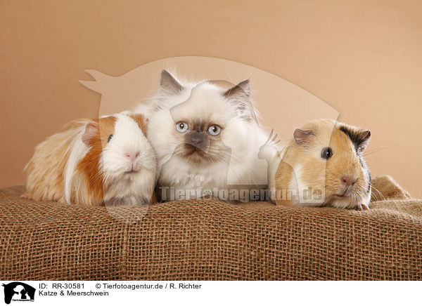 Katze & Meerschwein / RR-30581