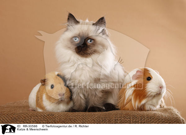 Katze & Meerschwein / kitten and guinea pig / RR-30586