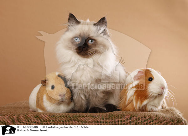 Katze & Meerschwein / RR-30586