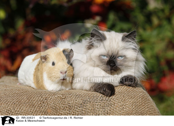 Katze & Meerschwein / RR-30631