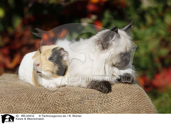 Katze & Meerschwein / RR-30632