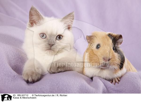 Katze & Meerschwein / RR-30712