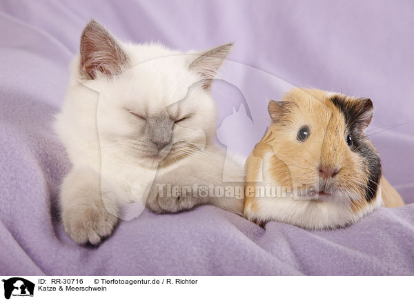 Katze & Meerschwein / RR-30716