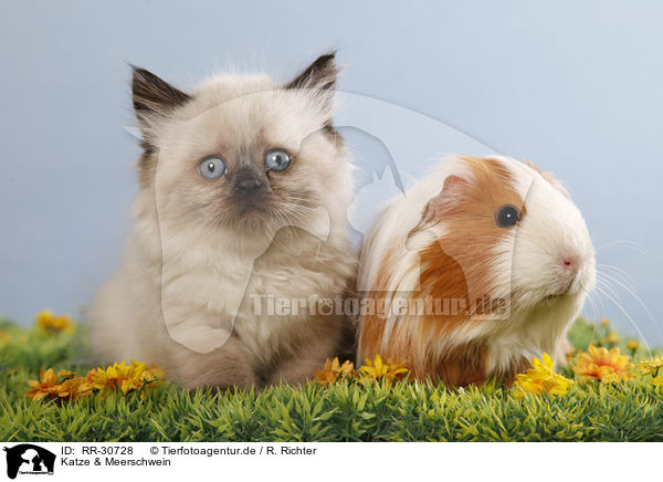Katze & Meerschwein / kitten and guinea pig / RR-30728
