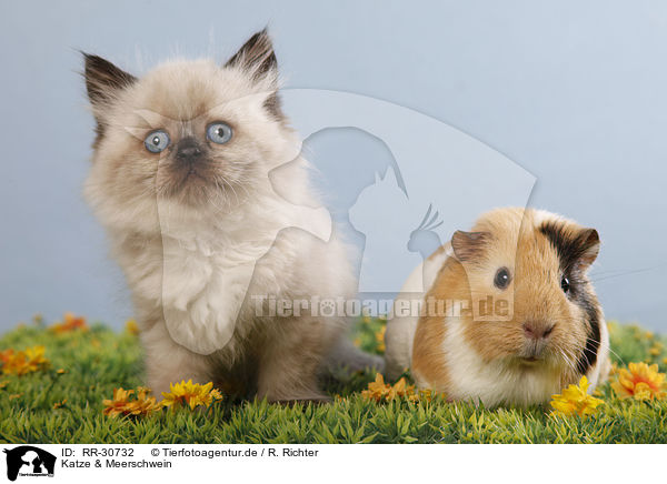 Katze & Meerschwein / RR-30732