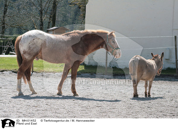Pferd und Esel / MH-01452