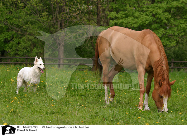 Pferd & Hund / RR-01733
