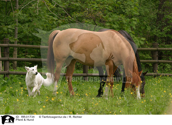 Pferd & Hund / RR-01734