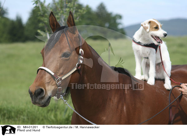 Pferd und Hund / MH-01261
