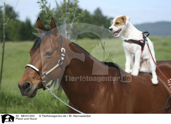 Pferd und Hund / MH-01262